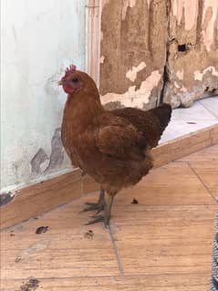 hen pair for sell