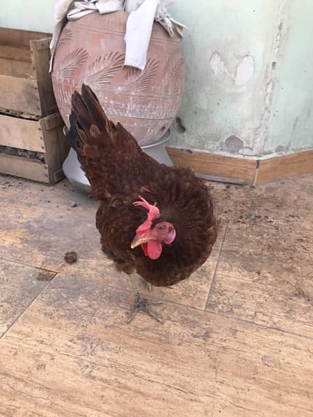 hen pair for sell 1