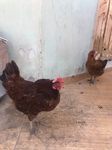 hen pair for sell 2