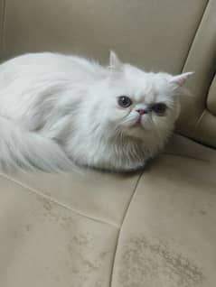 Beautiful Persian home breed lovely pets for sale