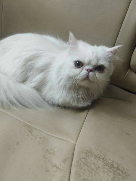 Beautiful Persian home breed lovely pets for sale 0