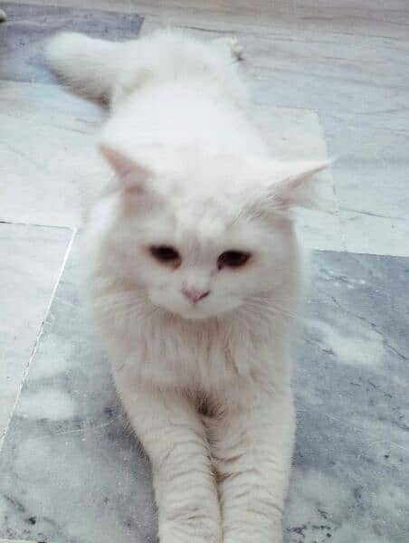 Beautiful Persian home breed lovely pets for sale 1