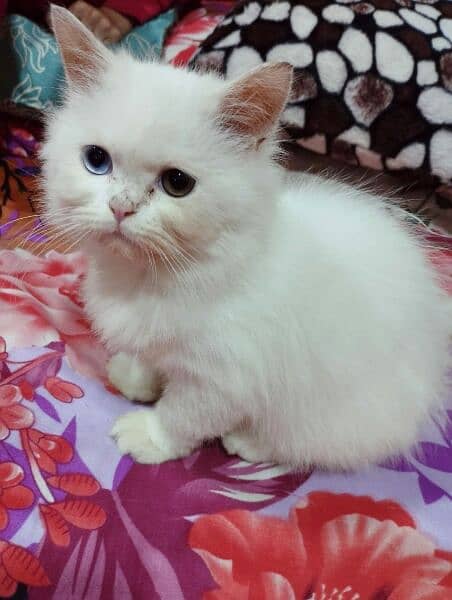 Beautiful Persian home breed lovely pets for sale 2