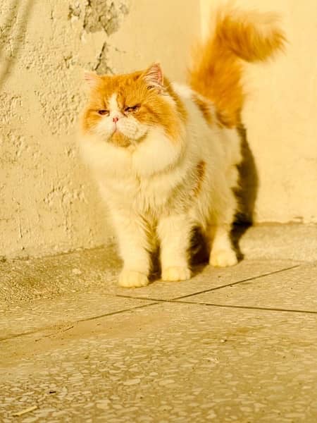 Near to Peke Male/Persian cat 2