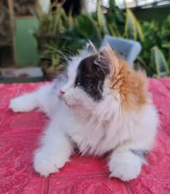 calico Persian  kitten