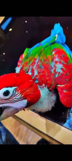 green Wing macaw parrot available ha cntct Whatsapp number 03314489359