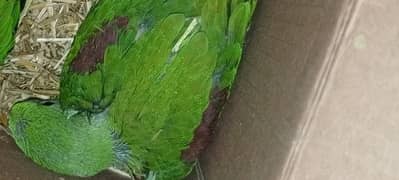 Kashmiri raw parrot chick  03705055818 0
