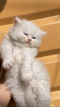 Persian kitten triple coated blue eyes