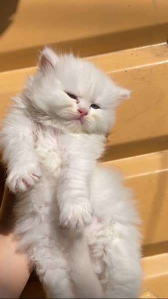 Persian kitten triple coated blue eyes 0