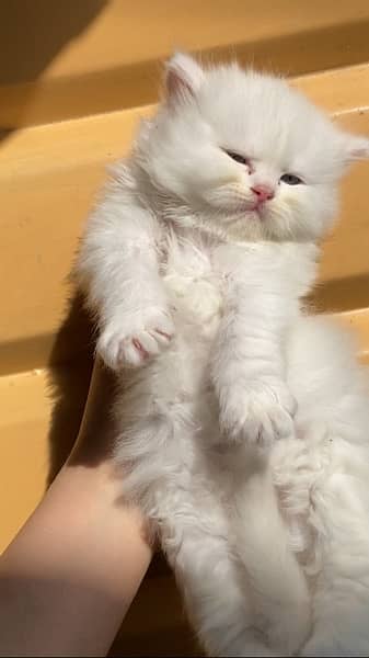 Persian kitten triple coated blue eyes 1