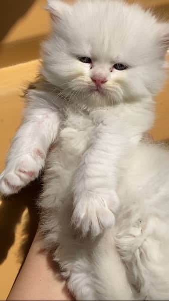 Persian kitten triple coated blue eyes 2