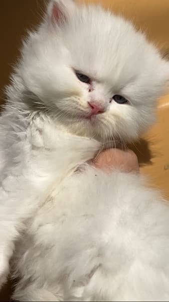 Persian kitten triple coated blue eyes 3