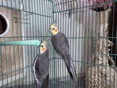 Cockatiel gray parrot pair