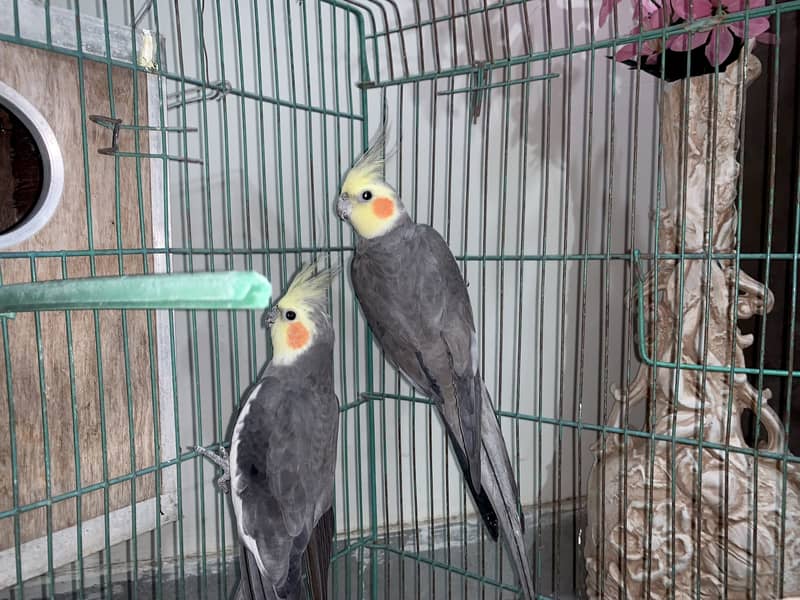 Cockatiel gray parrot pair 0