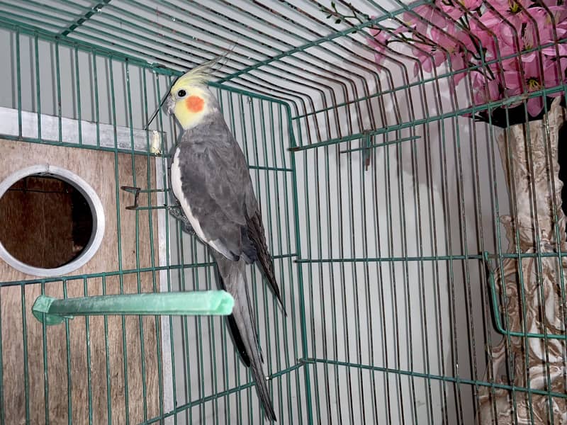 Cockatiel gray parrot pair 1
