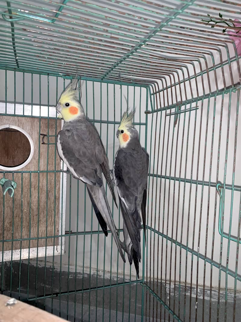 Cockatiel gray parrot pair 3