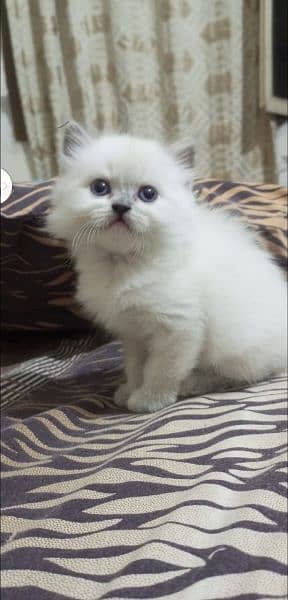 Persian kitten's For Sale 0