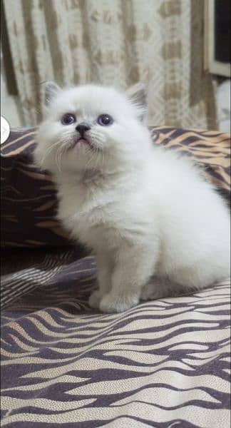 Persian kitten's For Sale 1
