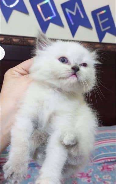 Persian kitten's For Sale 2