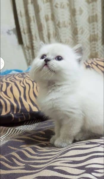 Persian kitten's For Sale 3