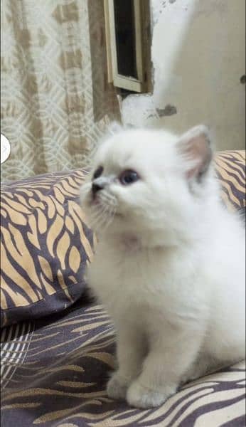 Persian kitten's For Sale 4