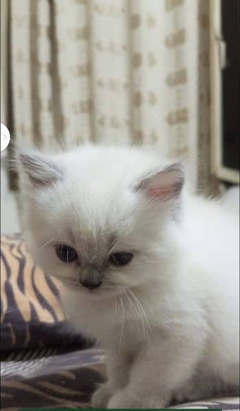 Persian kitten's For Sale 5