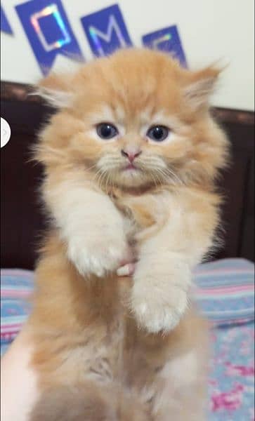 Persian kitten's For Sale 6