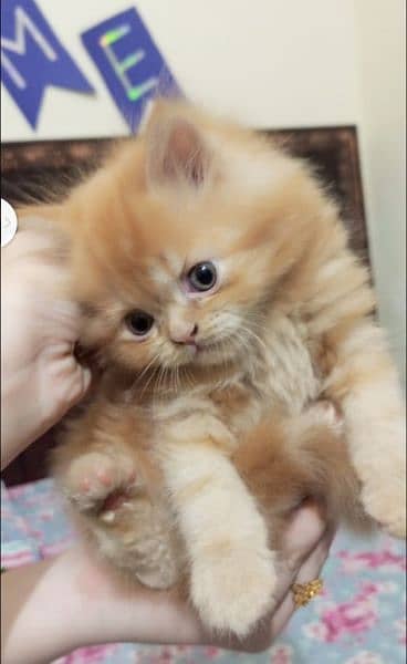 Persian kitten's For Sale 7