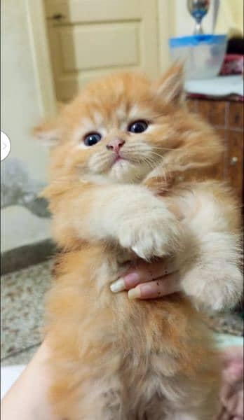 Persian kitten's For Sale 8