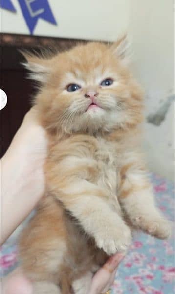 Persian kitten's For Sale 9