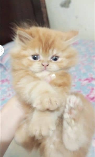 Persian kitten's For Sale 10