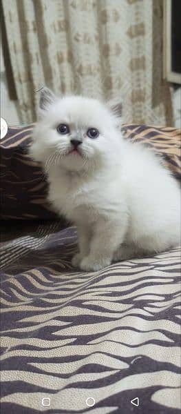 Persian kitten's For Sale 11