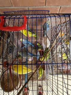 healthy breeding pairs for sale