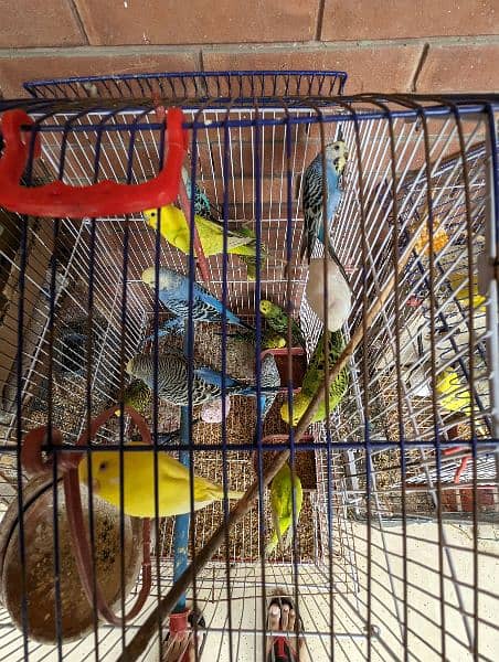 healthy breeding pairs for sale 0