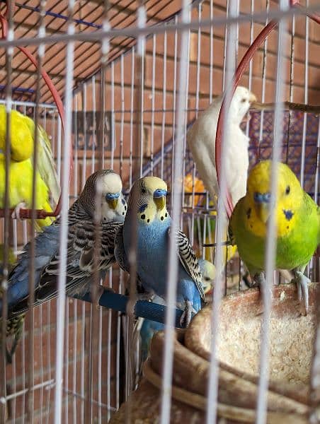 healthy breeding pairs for sale 1