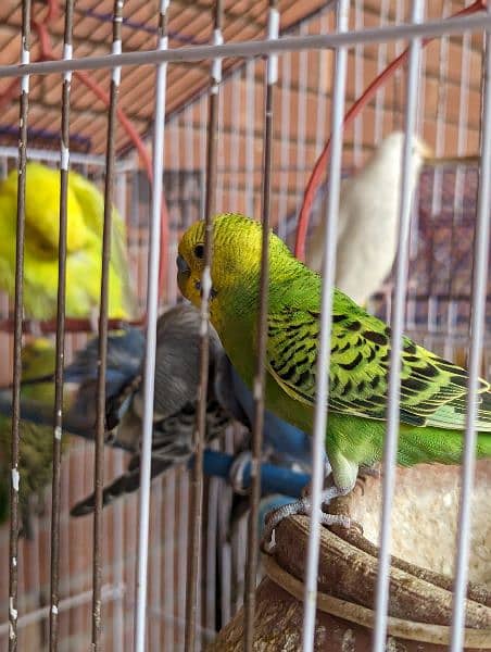 healthy breeding pairs for sale 2