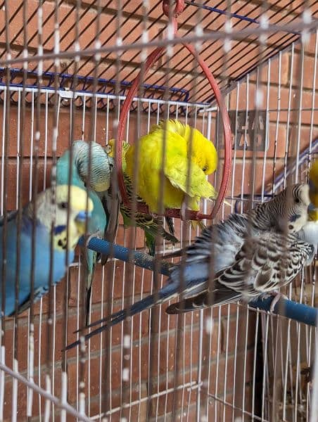 healthy breeding pairs for sale 3