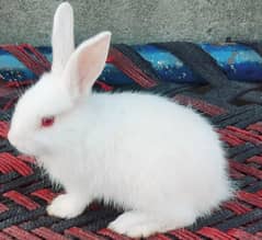 White red eyes , desi, newzeland , german flemish availables 0