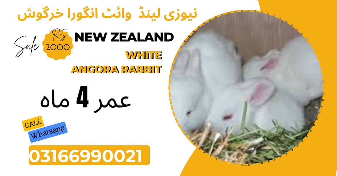 New zeland white angora Adult pair 3