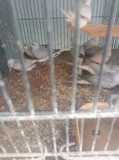 dove young patthy for sale