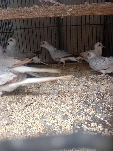 dove young patthy for sale 1