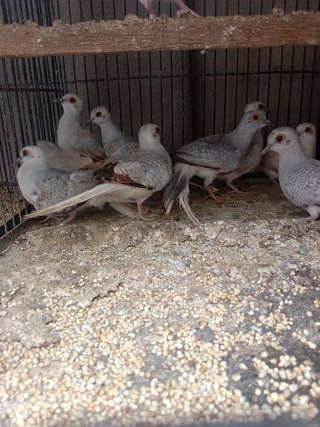 dove young patthy for sale 2