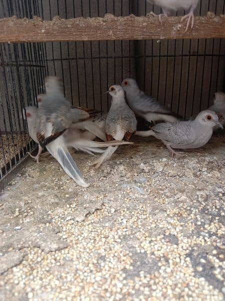dove young patthy for sale 3
