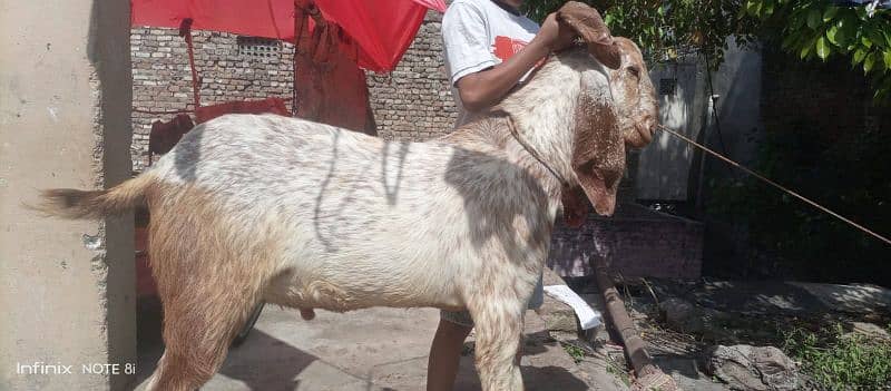 bakra Goat for Qarbani / Aqeeqa 2