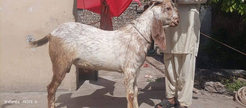 bakra Goat for Qarbani / Aqeeqa 3