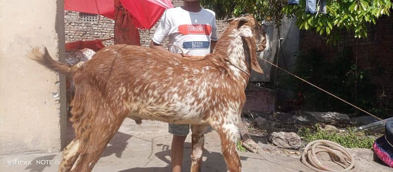 bakra Goat for Qarbani / Aqeeqa 4