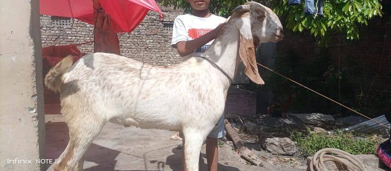 bakra Goat for Qarbani / Aqeeqa 5