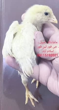 Heera Aseel Chicks / Heera Chicks