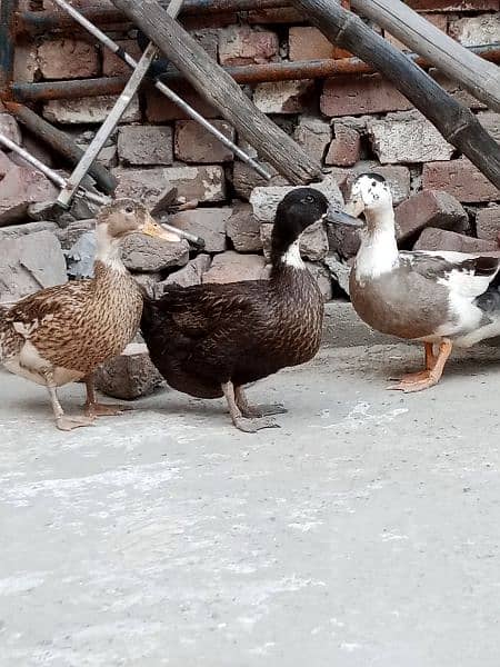 Ducks For Sale 3