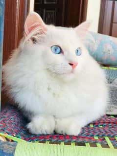 Persian Cat Blue eyes Coated sale